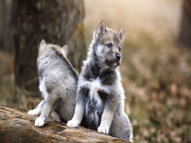 妇幼试管双胎，多囊试管医保